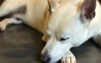 因緣不可思議-寵物空空的故事