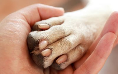 沒有教不會的狗狗